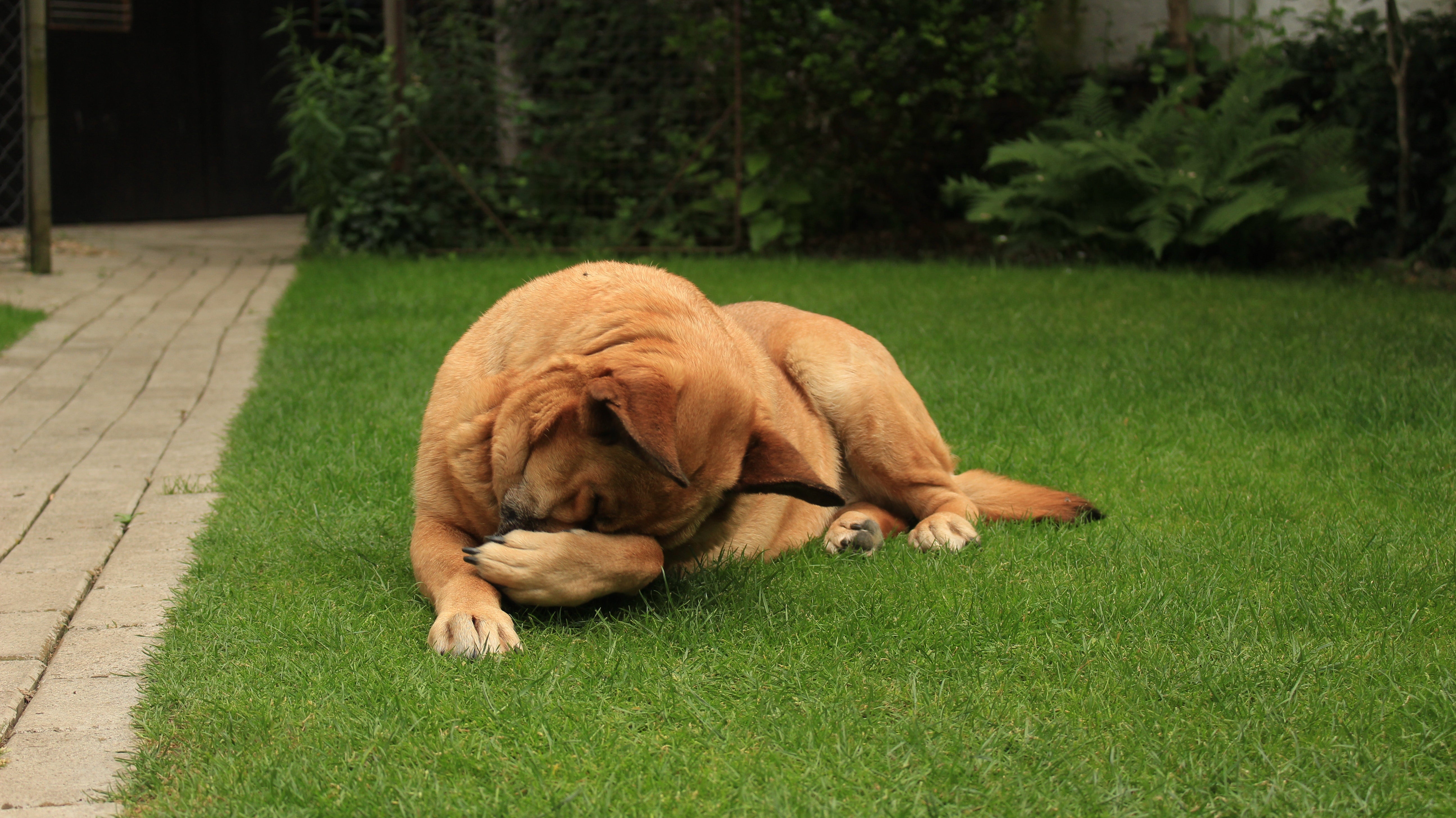 why does my older dog eat poop