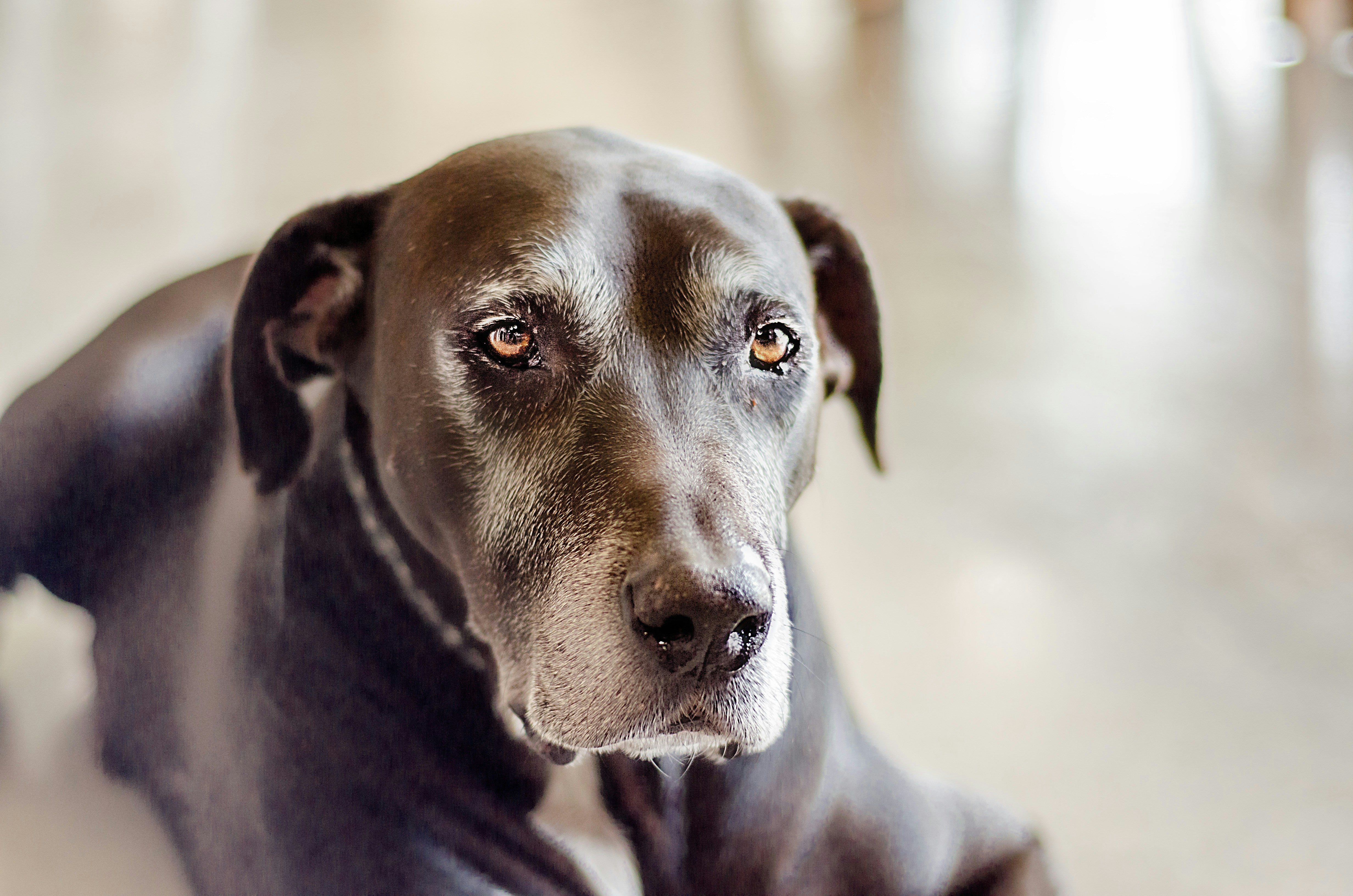 Old dog not eating best sale