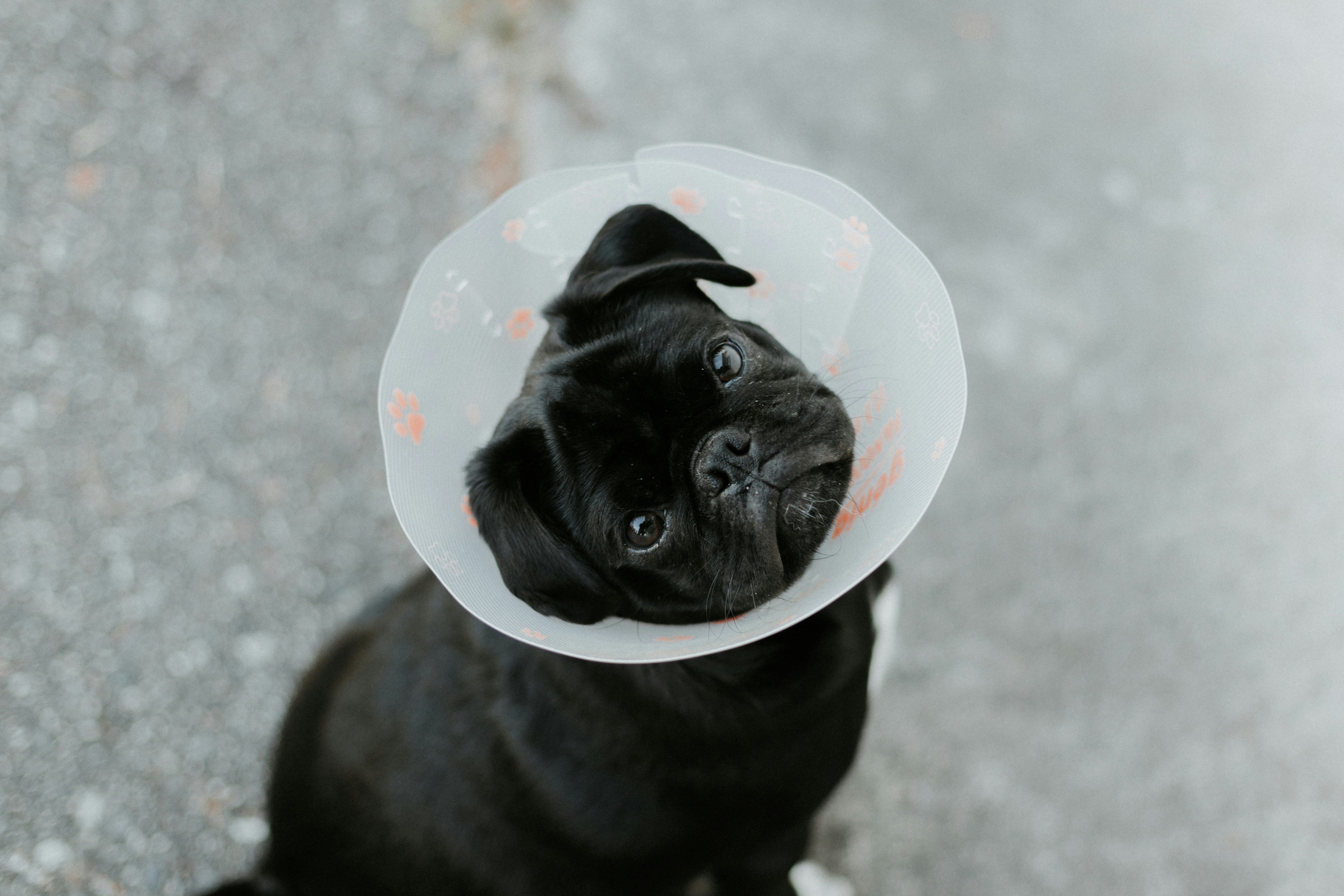 Post Spay Recovery Why Your Dog Might Not Be Eating Under the Weather