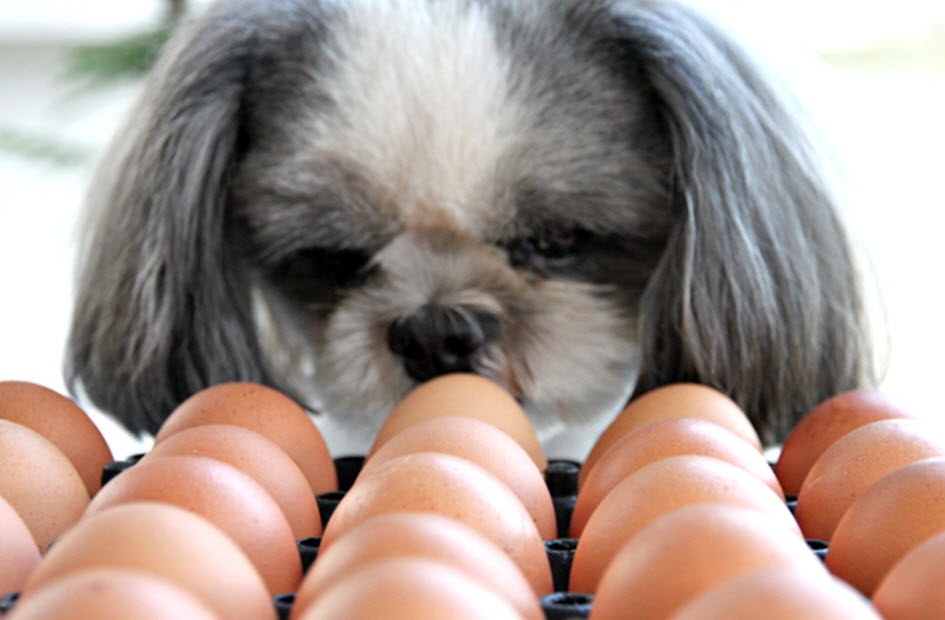 Egg is hotsell good for dog