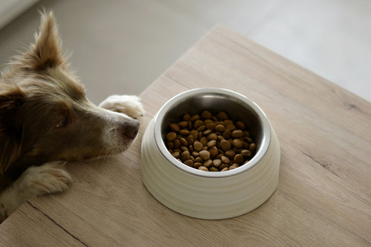 Dog looking at a white bowl with food but not eating it