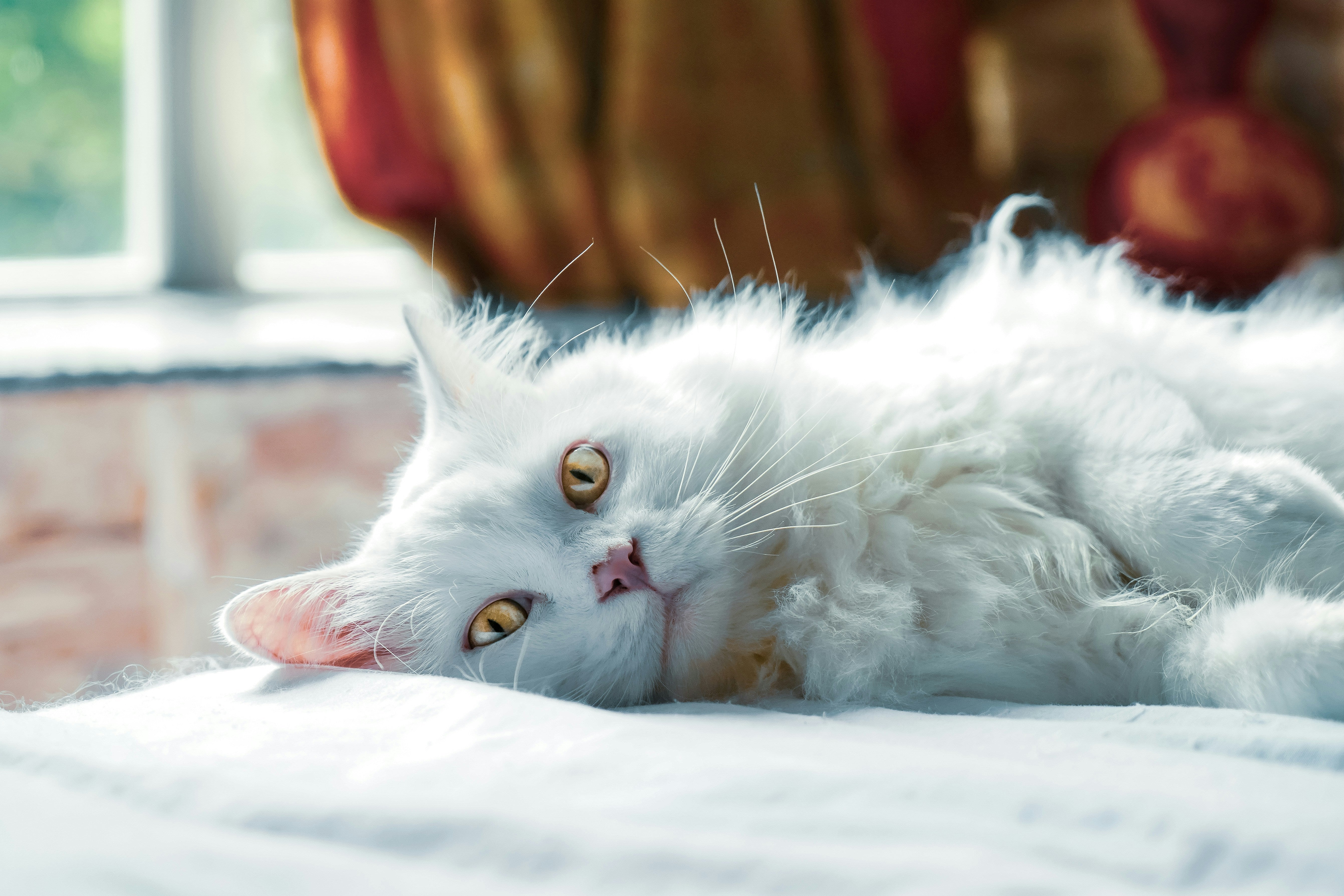 Cat Coat Dullness Potential Causes and Solutions Under the Weather