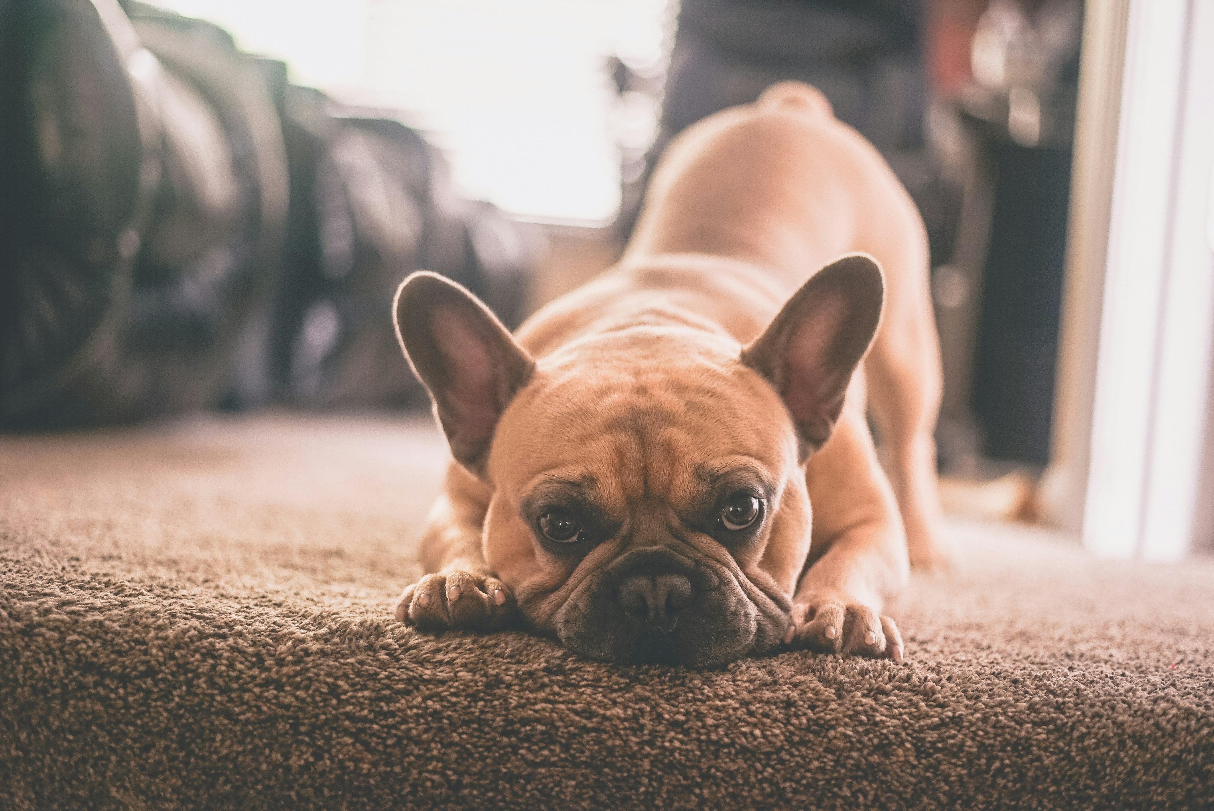 IVDD in French Bulldogs: Recognizing Signs and Seeking Care – Under the ...