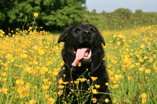 Black dog in field of yellow flowers