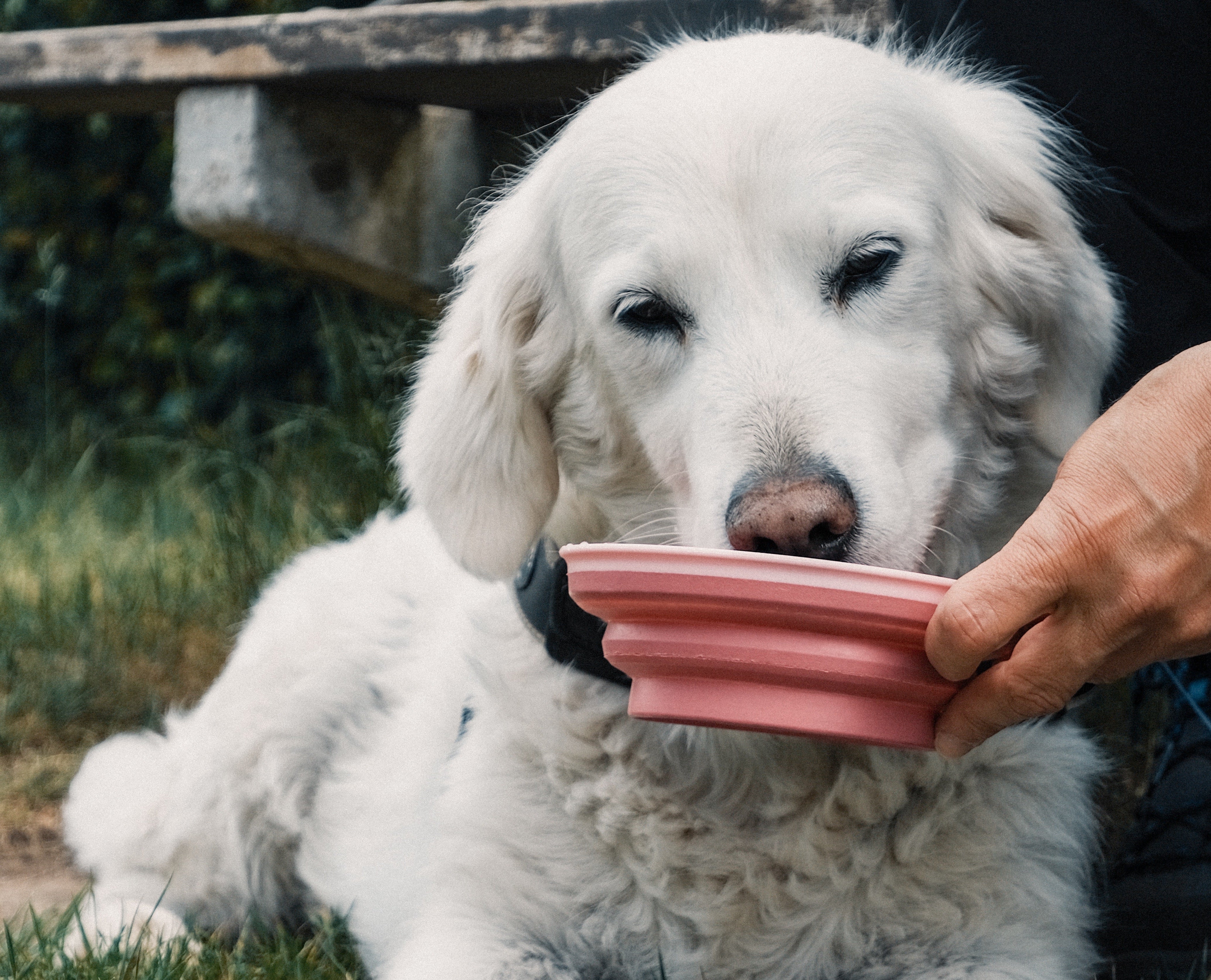 Electrolyte water for outlet dogs