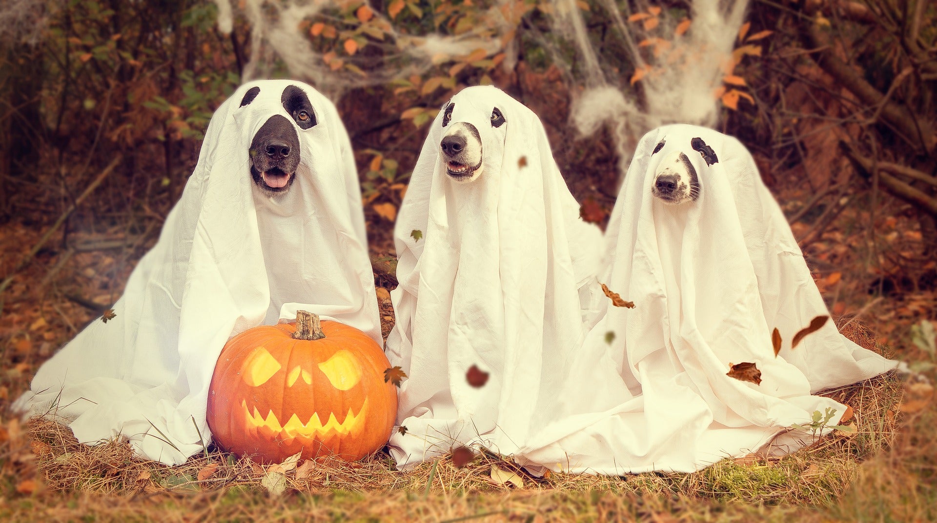 Picture Perfect Dog Costumes to Treat Your Furry Friends [Costume Guide] -   Blog