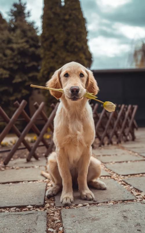 yellow lab sitting, holding a yellow rose in mouth