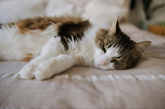 Long-haired cat sleeping on bed