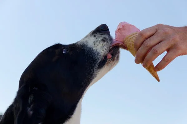 Black and white dog licking strawberry ice cream cone