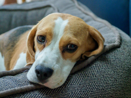 Dog resting on the couch