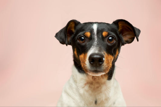 A black, brown, and white dog in front of a peach background.