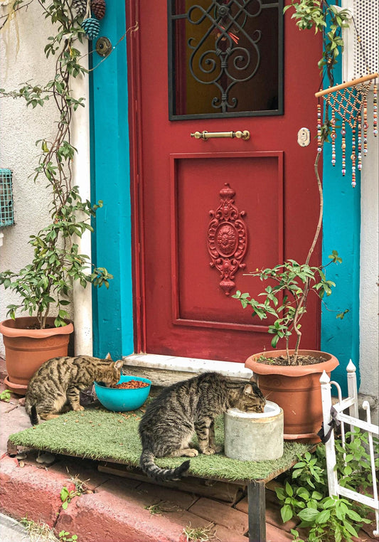 Two cats eating from bowls