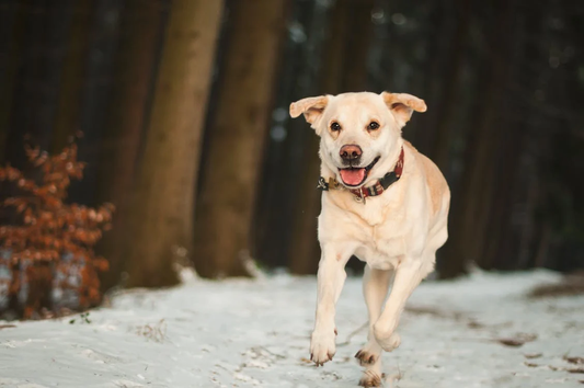 Dog running on snowy path