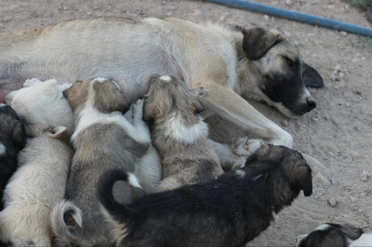 Mother dog nursing her puppies