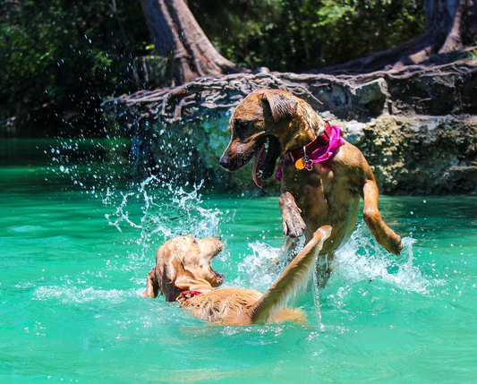 2 dogs playing in a lake