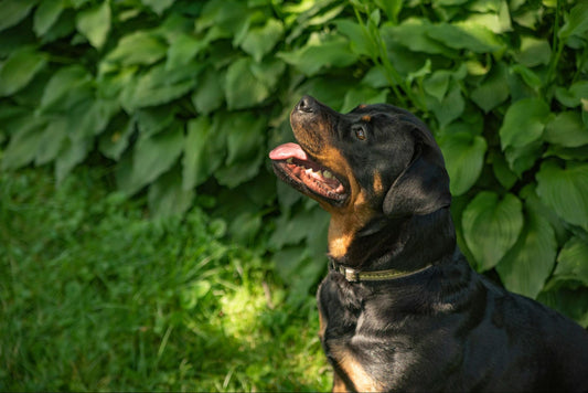 A Rottweiler sits in front of leafy bushes