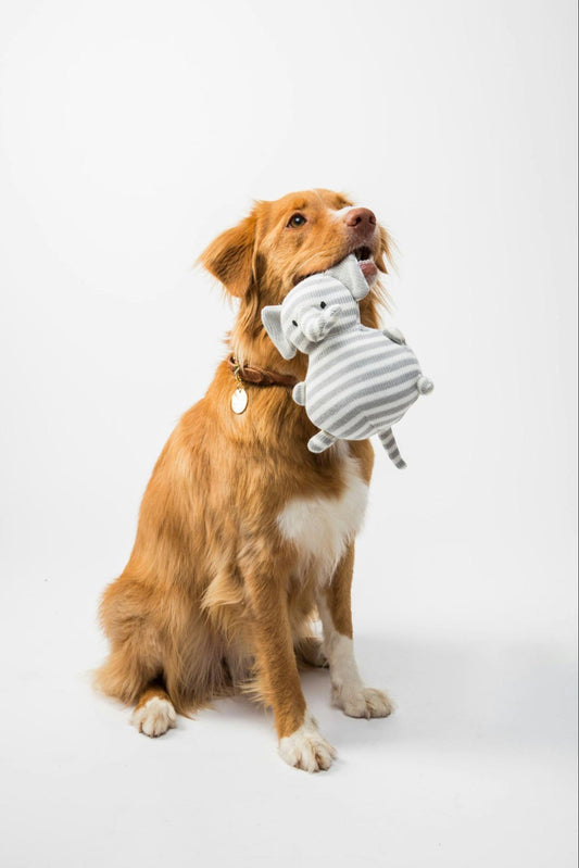 Dog plays with a favorite toy