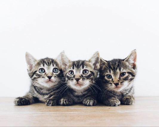 Three grey, brown, and white tabby kittens.