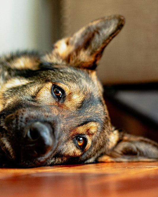 A German Shepherd lays on a hardwood floor looking mournful.