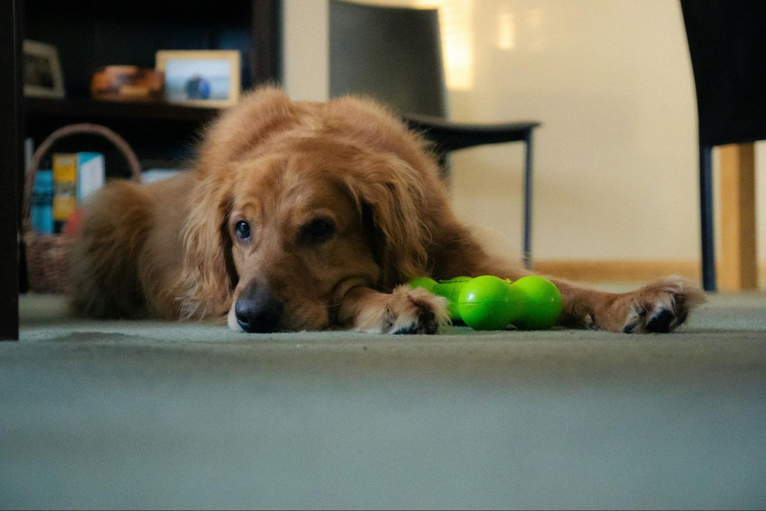 A golden retriever lies on a light blue rug