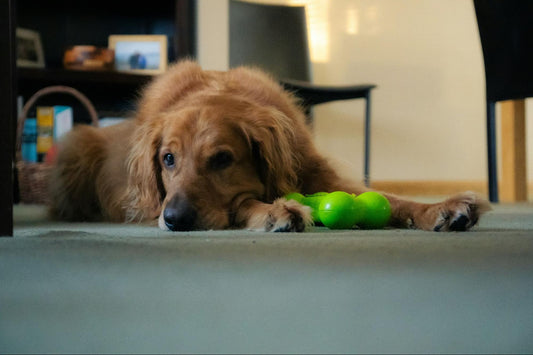 A golden retriever lies on a light blue rug