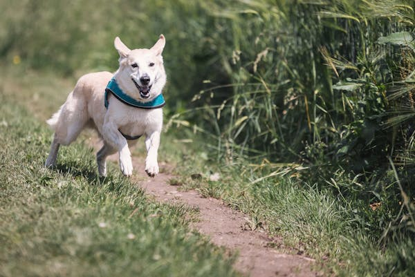 White dog running through grassy area