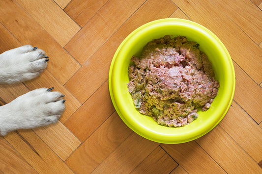 Dog paws visible near full bowl of uneaten food