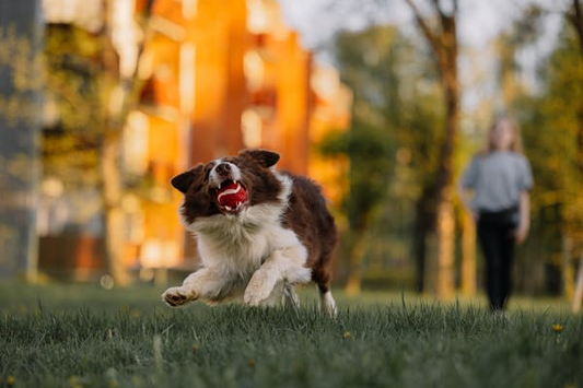 Brown and white dog outdoors with red ball in mouth