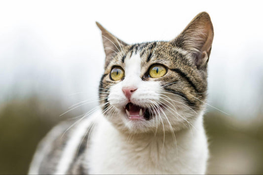 A grey, black, and white cat with mouth partly open.