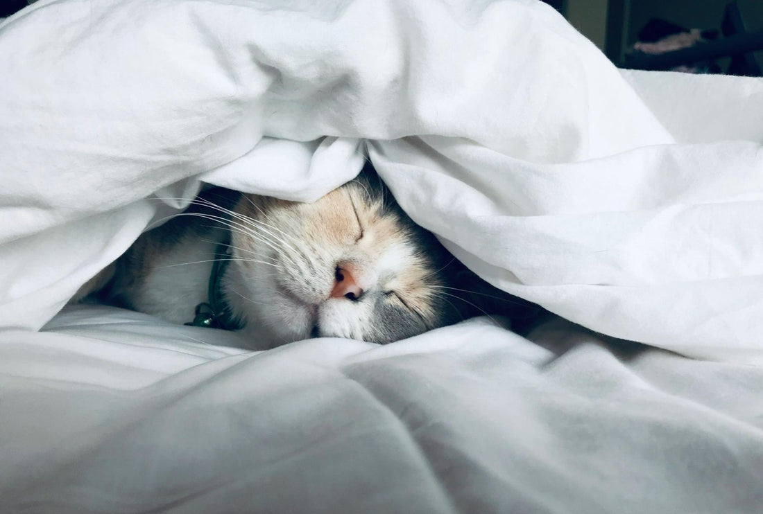 A cat sleeps snuggled under white bedding.