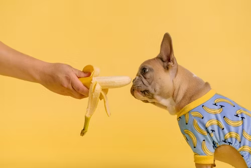 French bulldog looking at hand holding banana