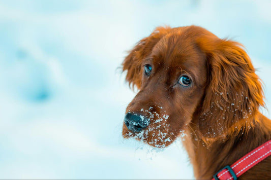 A reddish-brown dog with snow on its muzzle