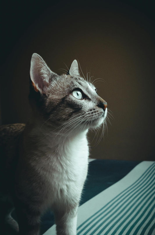 Grey and white cat