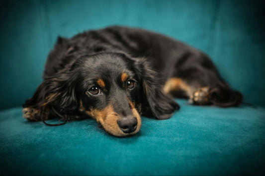 A black and tan long-haired dachshund lays on a teal green chair.