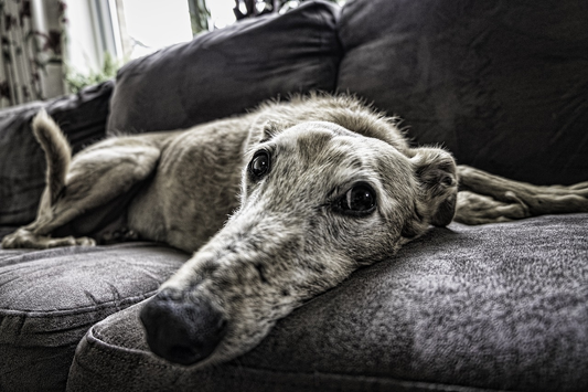 Older dog lying on the couch