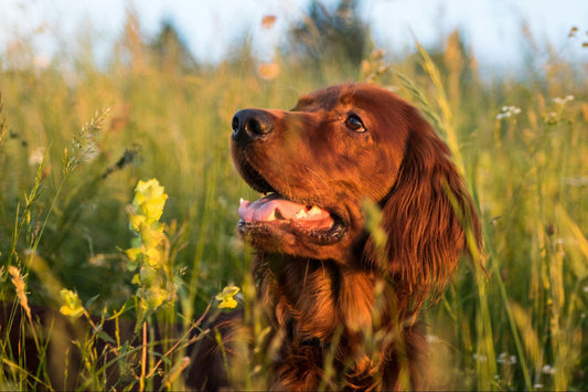 A retriever lays in tall grass and wildflowers.