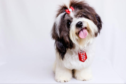 A small dog with a bow tilts her head quizzically.