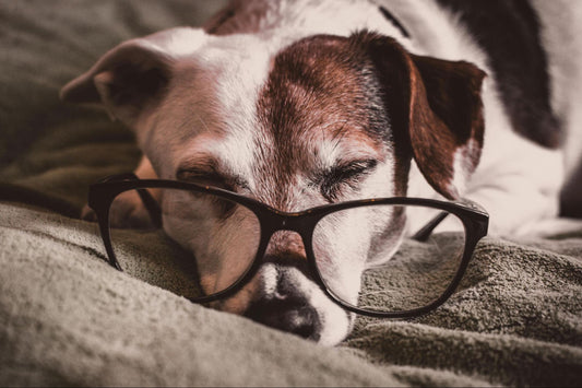 A sleeping dog with glasses placed across its nose.