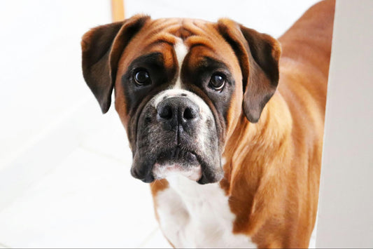 A beautiful brown and white German Boxer with an imploring look.