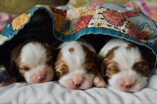 Three newborn white and brown puppies sleep tucked under a blanket.