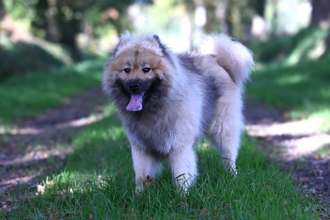 Black and brown dog outdoors