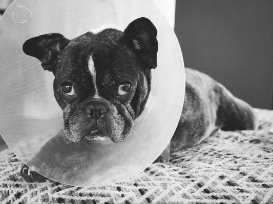 A French bulldog lying down with a protective e-collar on its neck.