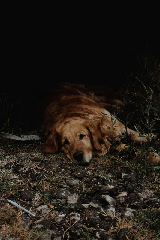 A golden retriever lays in the dirt and grass.