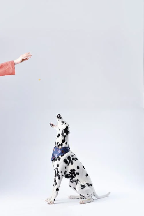 Dalmation with open mouth waiting for treat