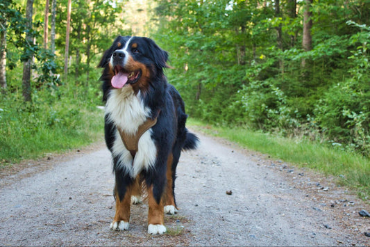 A Bernese Mountain Dog stands in the middle of a hiking path in the woods.