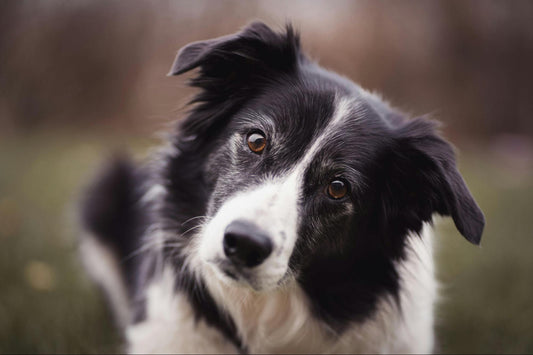 A black and white dog sying the the grass.