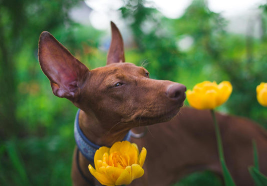 A dog sniffs at a yellow flower.