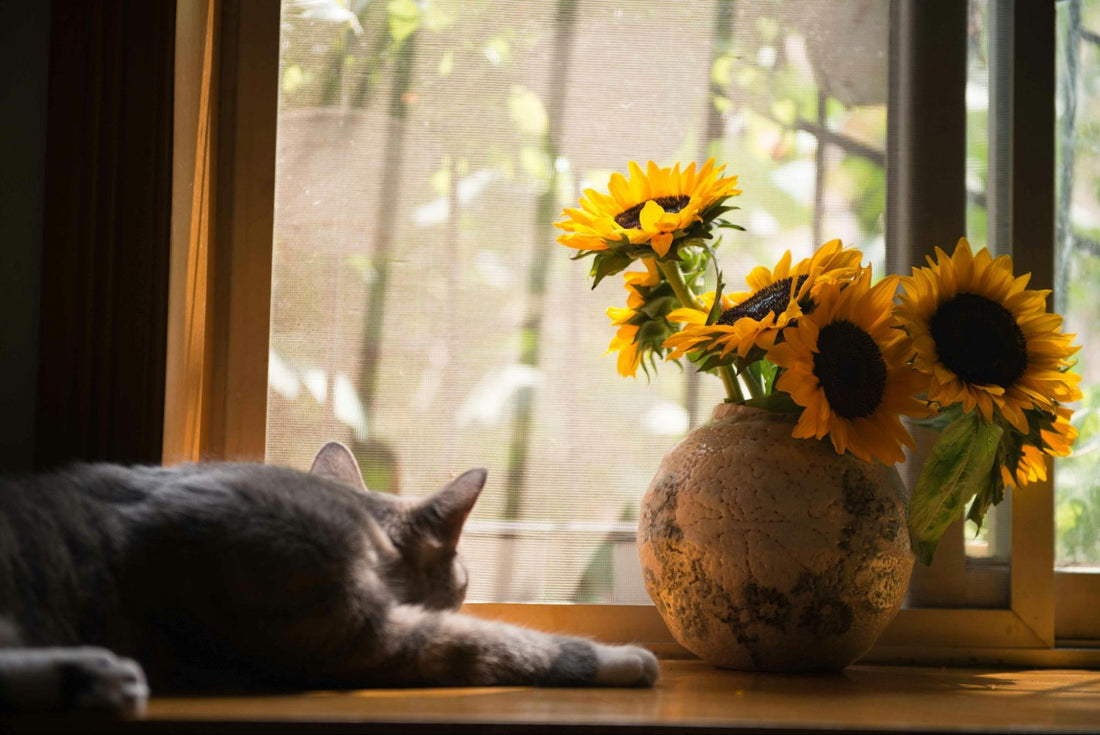 A grey cat lies near a window beside a vase of sunflowers