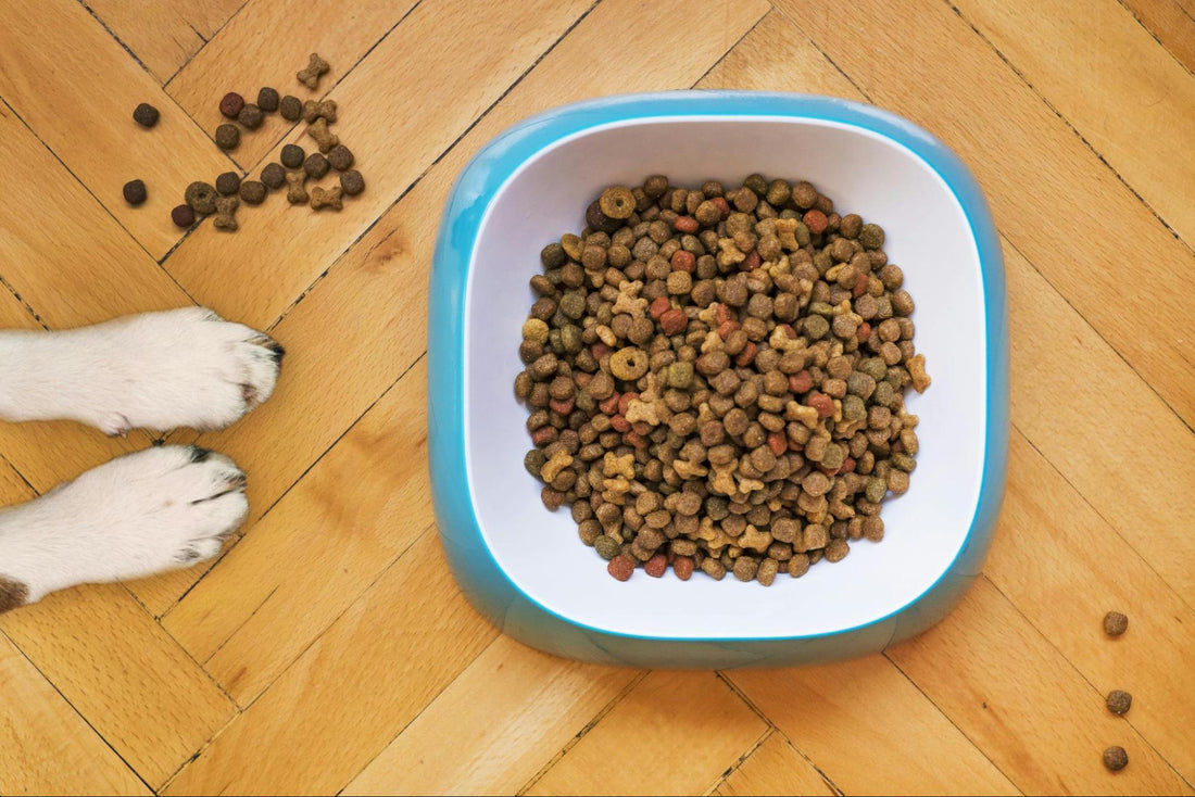 A bowl of dog food sits in front of a dog’s paws with a few pieces of kibble scattered on the wood floor.