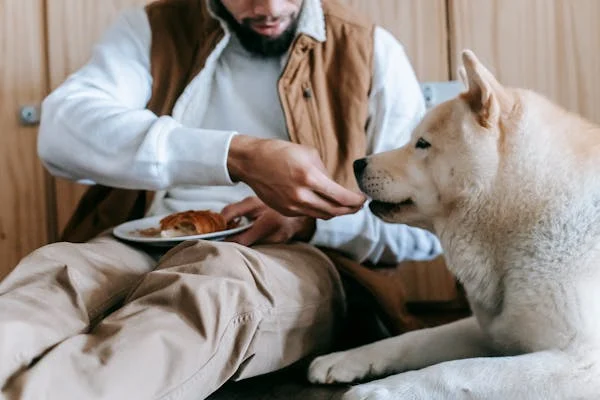 Individual offering food to dog